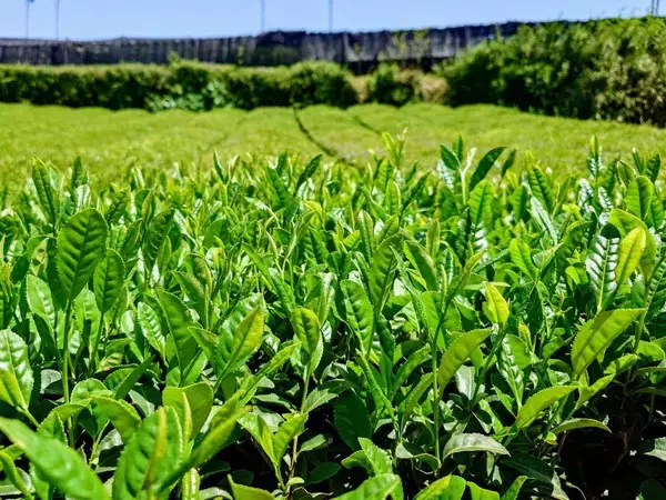 「【縁起のよいロゴマークで「静岡茶100％」を世界へ届けるプロジェクト】佐藤可士和さんプロデュースで本格始動！」の画像