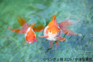 【“ペンギン”と“金魚”のアート作品・ペンぎょ展 2026】涼を届ける癒やし作品が東京と名古屋に集結！