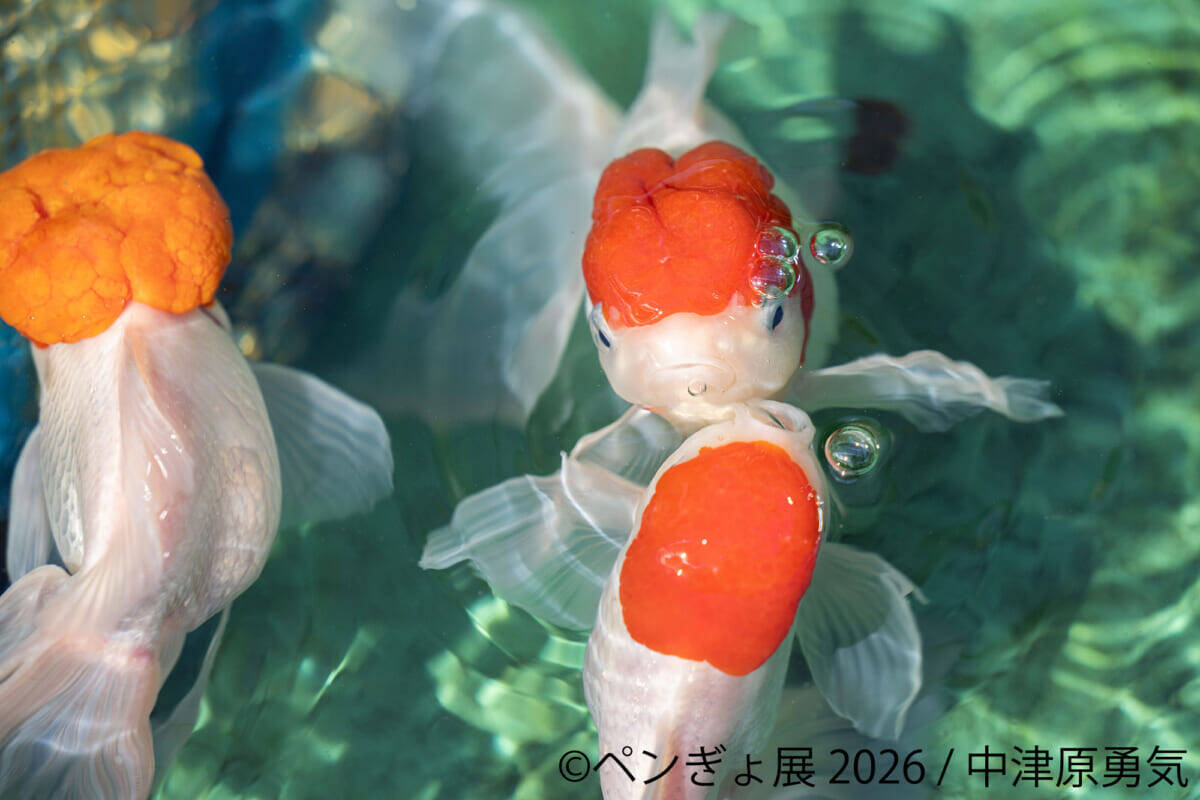 【“ペンギン”と“金魚”のアート作品・ペンぎょ展 2026】涼を届ける癒やし作品が東京と名古屋に集結！