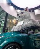 「銀座一等地に3メートルの巨大猫が出現！？お笑い芸人・水川かたまりが手がけた日産の短編ドラマが現実に！」の画像3