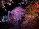 「3年ぶりに開催！長野県最古の曹洞宗寺院・霊松寺で紅葉ライトアップ」の画像1