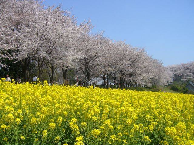 【町田さくらまつり】メイン会場3カ所でイベント盛りだくさん！駅から近いお花見スポットやライトアップも