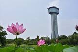 「特別運行のSLで初夏の行田市へ！「古代蓮の里」や「田んぼアート」町を巡るツアーも開催｜埼玉県」の画像4