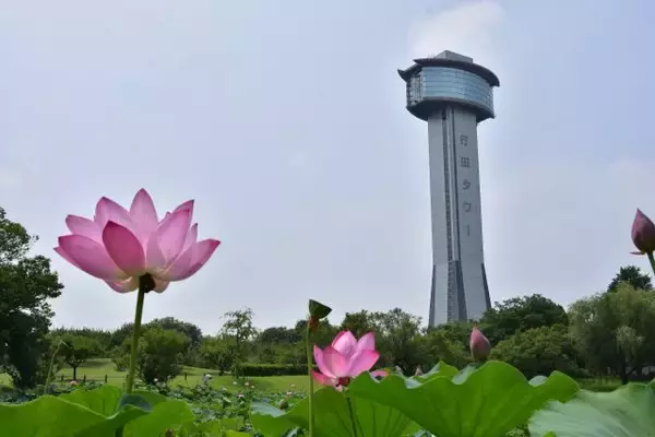 「特別運行のSLで初夏の行田市へ！「古代蓮の里」や「田んぼアート」町を巡るツアーも開催｜埼玉県」の画像