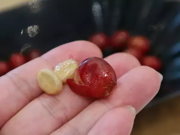 「希少な沖縄産のコーヒーに魅せられる！ネスカフェ 原宿で貴重なコーヒー焙煎体験に挑戦」の画像