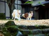 「【愛犬と泊まれる古民家リトリート赤城山 - 懐 - 】 2頭まで宿泊料無料＆ごはん1食プレゼント！「開業1周年プラン」登場｜群馬県」の画像5