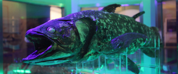 【生きた化石】不気味？不思議？世界の「古代魚」に出会える水族館
