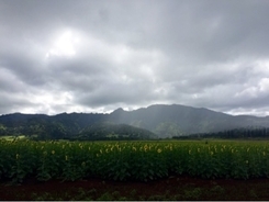 【ハワイ】あまり知られていない穴場スポット！一面に広がる美しいひまわり畑