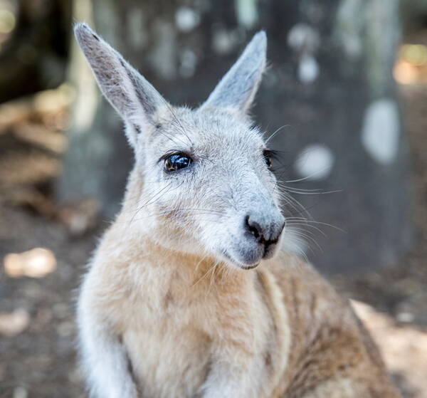 あまりの可愛さに悶絶 ケアンズ 癒し系動物 と フォトジェニック旅 ｐｒ 17年2月24日 エキサイトニュース