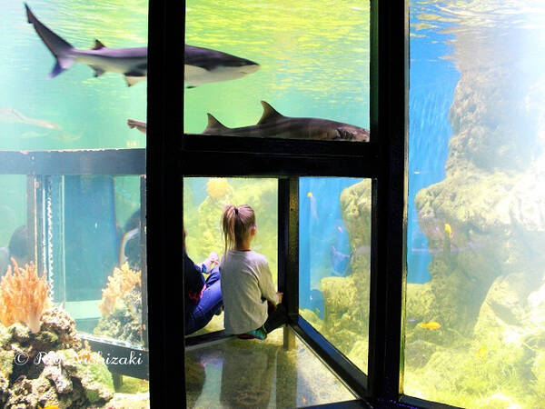 魚が海から水槽に里帰り スウェーデンの小さな水族館の不思議 現地特派員レポート 17年3月31日 エキサイトニュース