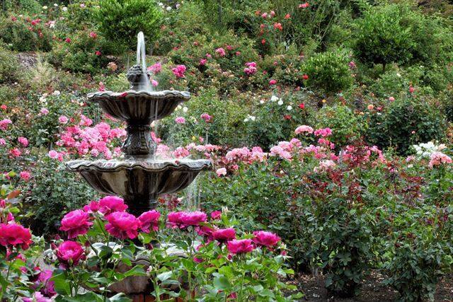 【世界の祭り】バラの町が輝く！ポートランドローズフェスティバルとは？