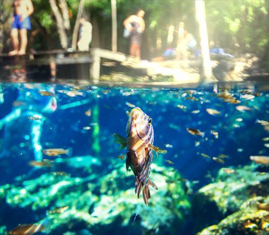 メキシコに７０００もある異次元への入り口、透明な青い水を湛えるセノーテ