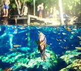 「メキシコに７０００もある異次元への入り口、透明な青い水を湛えるセノーテ」の画像10