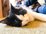 「可愛すぎるモフモフの猫に癒される・・・「猫カフェMoCha」【秋葉原】」の画像1