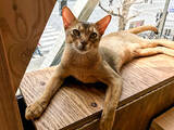 「可愛すぎるモフモフの猫に癒される・・・「猫カフェMoCha」【秋葉原】」の画像10