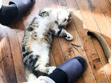「可愛すぎるモフモフの猫に癒される・・・「猫カフェMoCha」【秋葉原】」の画像15