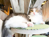 「可愛すぎるモフモフの猫に癒される・・・「猫カフェMoCha」【秋葉原】」の画像9