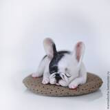 「うるうるおめめで見つめられたい！ロシア生まれの可愛いぬいぐるみ」の画像9