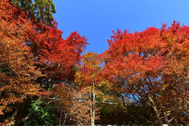 赤・黄・橙の共演！ピークを迎えた六甲高山植物園の「紅葉」を見に行こう！