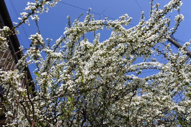 春の東京散歩 道端や軒先で見かけるあの花の名前 知ってる 18年3月24日 エキサイトニュース