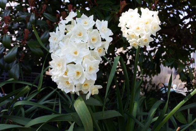 春の東京散歩 道端や軒先で見かけるあの花の名前 知ってる 18年3月24日 エキサイトニュース 2 2