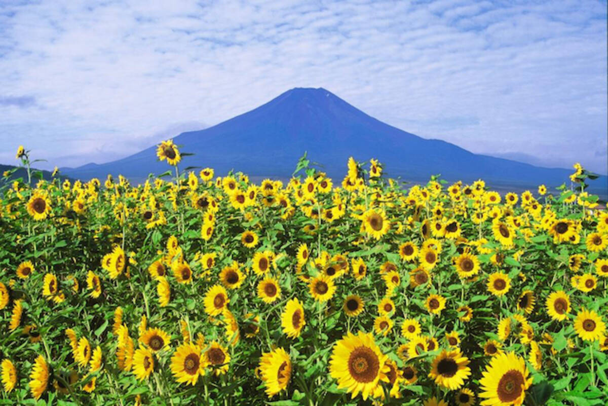 世界で見つけた 富士山 に似ている山８選 あなたの知らない富士山トリビア 18年7月6日 エキサイトニュース 2 5