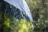 「梅雨には陰性と陽性がある！知っておきたい梅雨のトリビア３つ」の画像1
