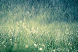 「梅雨には陰性と陽性がある！知っておきたい梅雨のトリビア３つ」の画像10