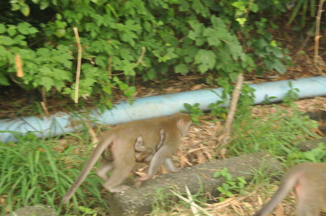 意外と知られていない 旅行者が出会うかも知れない台湾の野生動物たち 18年7月27日 エキサイトニュース