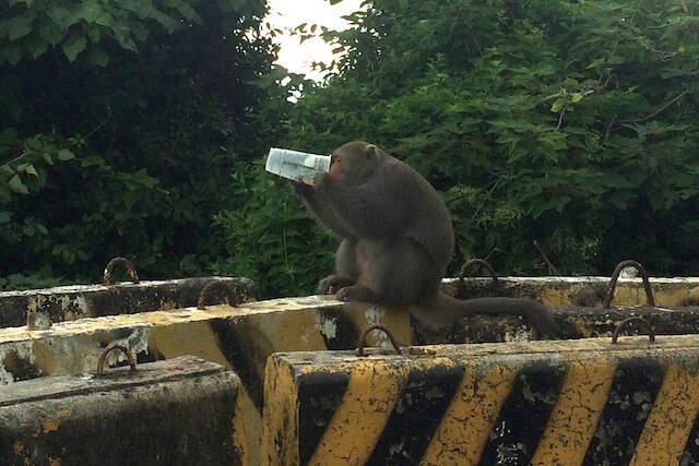 意外と知られていない 旅行者が出会うかも知れない台湾の野生動物たち 18年7月27日 エキサイトニュース