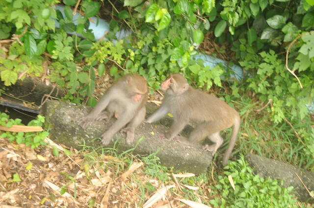 意外と知られていない 旅行者が出会うかも知れない台湾の野生動物たち 18年7月27日 エキサイトニュース