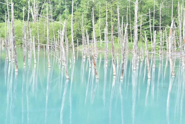 一躍世界的な観光地に！【北海道の美瑛】白金青い池はお手軽な観光スポット