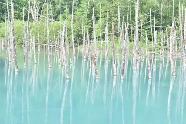 「一躍世界的な観光地に！【北海道の美瑛】白金青い池はお手軽な観光スポット」の画像