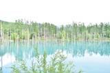 「一躍世界的な観光地に！【北海道の美瑛】白金青い池はお手軽な観光スポット」の画像2
