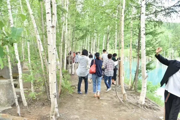「一躍世界的な観光地に！【北海道の美瑛】白金青い池はお手軽な観光スポット」の画像