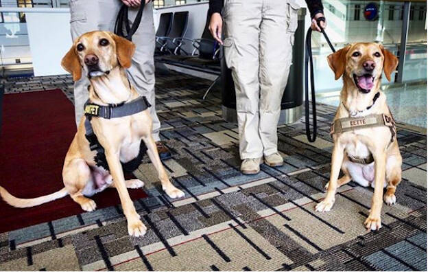 アメリカの空港で没収された、驚きのあんなもの・こんなものはこれだ！
