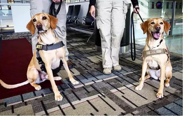 「アメリカの空港で没収された、驚きのあんなもの・こんなものはこれだ！」の画像