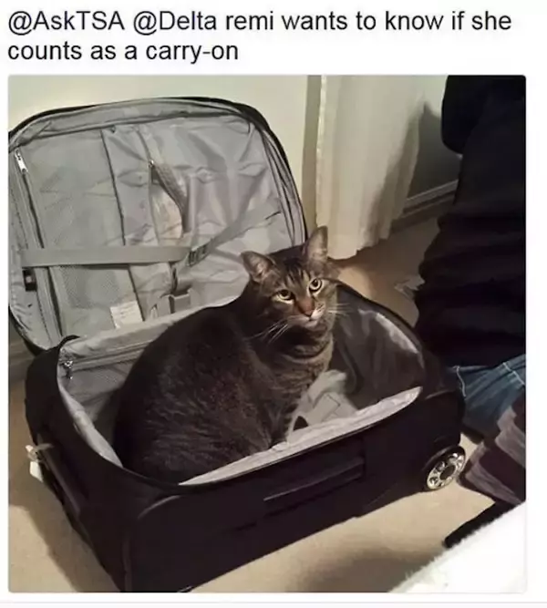 「アメリカの空港で没収された、驚きのあんなもの・こんなものはこれだ！」の画像