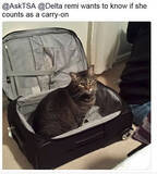 「アメリカの空港で没収された、驚きのあんなもの・こんなものはこれだ！」の画像7