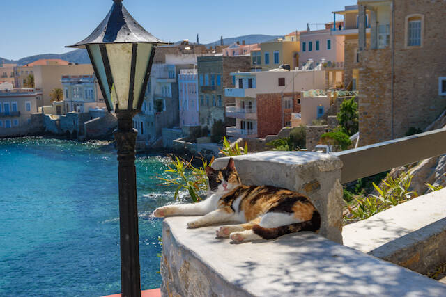 夢の仕事 ギリシャの美しい島で５５匹の猫と暮らせる求人が 18年8月24日 エキサイトニュース
