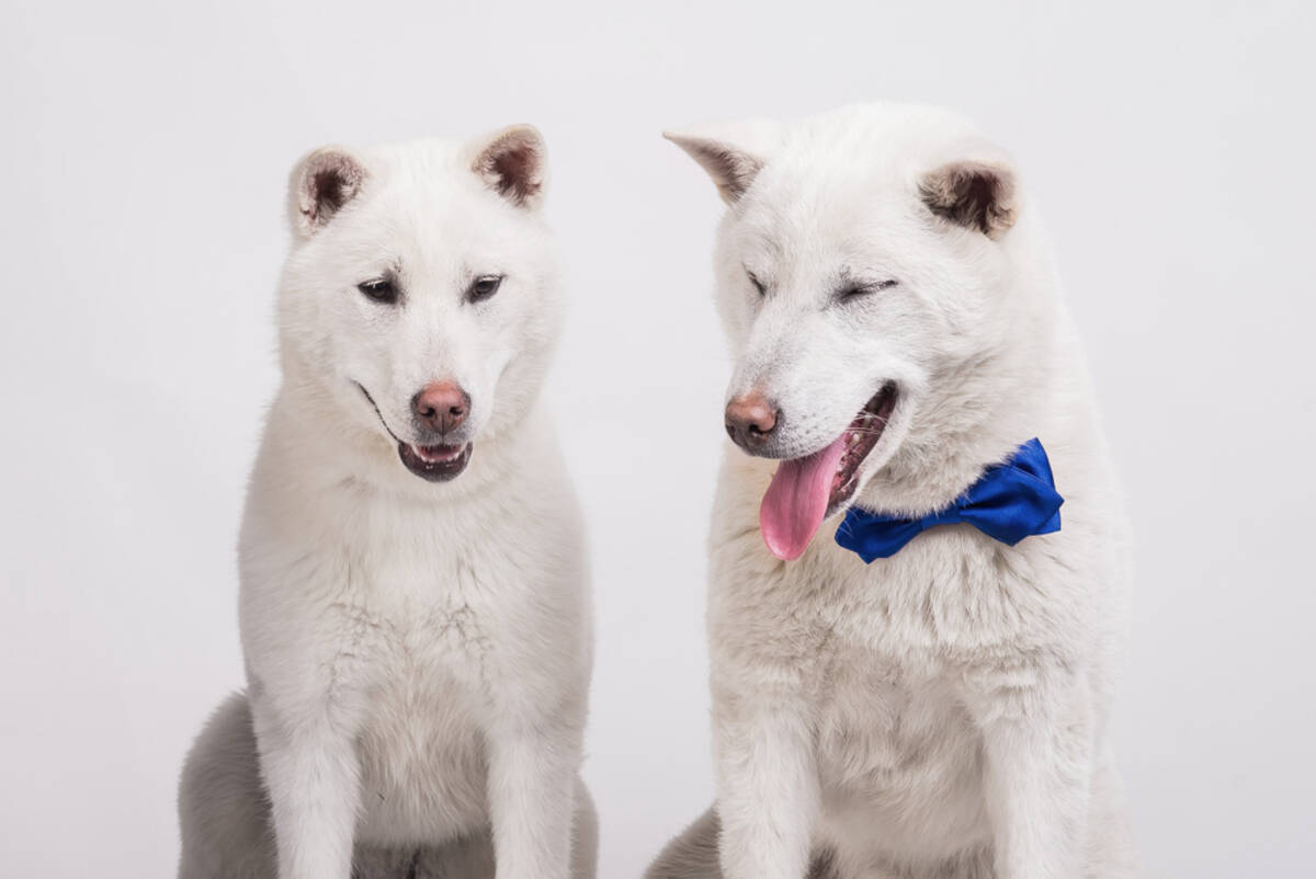 おかげ犬 って知ってる ご主人の代わりに伊勢神宮を参詣した忠犬たち 18年12月8日 エキサイトニュース