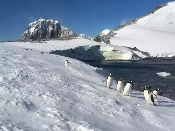 「一度は観たい！究極の自然旅行へ。南極観光ツアーとその見どころ」の画像