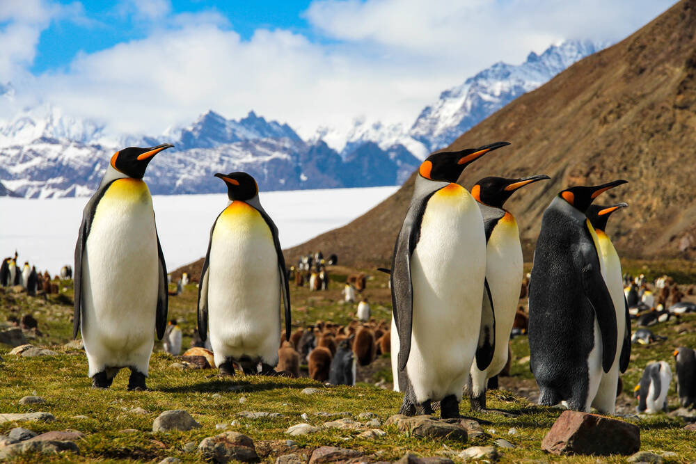 一度は観たい！究極の自然旅行へ。南極観光ツアーとその見どころ