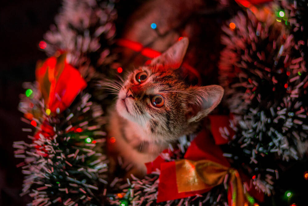 いたずら猫が可愛すぎる！猫はなぜクリスマスツリーが大好きなの？