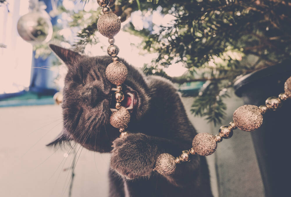 いたずら猫が可愛すぎる！猫はなぜクリスマスツリーが大好きなの？