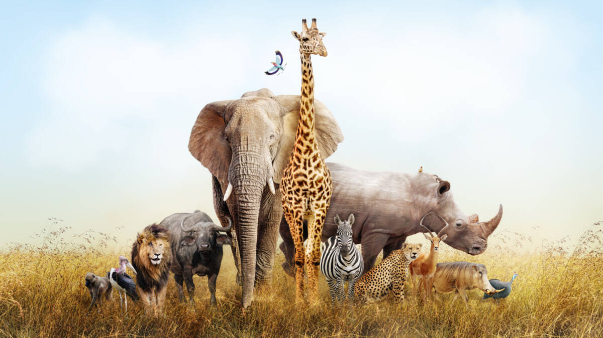 一度は観たい！アフリカに行くなら見逃せない「BIG5」と呼ばれる動物 