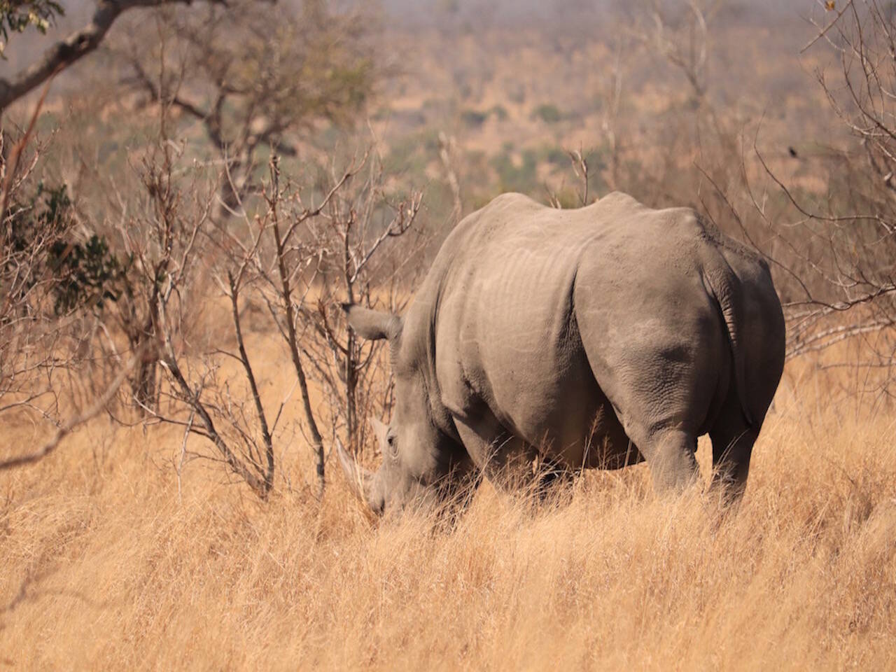 どういたしまして 原子炉 政治家 シロサイ 化粧 水 保証する 故意の 素人