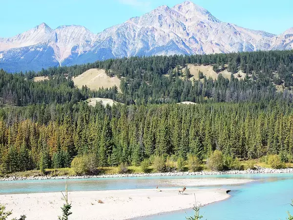 カナディアン・ロッキー星空がきれいに見える場所４選【ジャスパー編】