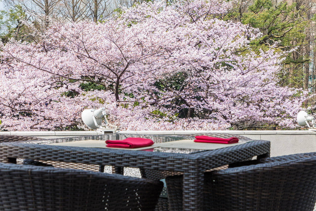 花見シーズンが待ちきれない！東京タワーの麓ホテル「桜まつり２０１９」９選