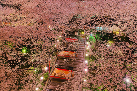 桜を愛でながらの食事や文化体験・・・京都の和情緒に触れる「高輪桜まつり」
